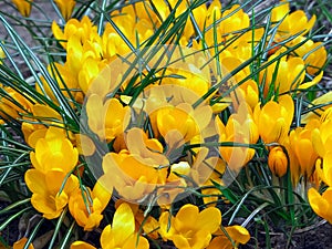 Yellow spring crocuses grew amicably in the garden. Background with saffron close-up