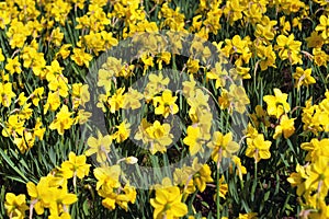 Yellow Spring Daffodils