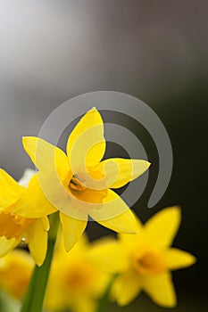 Yellow Spring Daffodils.
