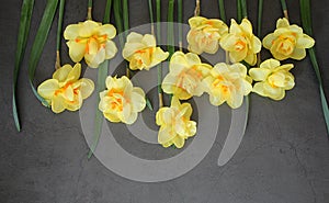 Yellow spring daffodils arranged in a line, row, spring flowers, yellow flowers with an orange center, flowers on a black backgrou