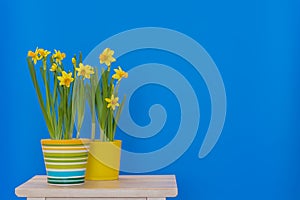Yellow spring daffodils planted in coloful pots isolated on the