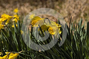 Spring Daffodils in the Sun