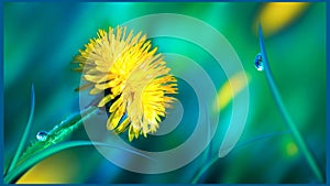 Yellow spring dandelion on a background of grass with drops of dew