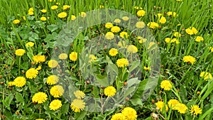 Yellow spring dandelions