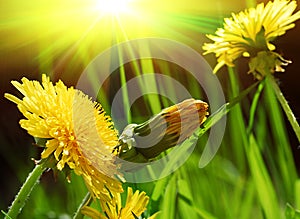 Yellow spring dandelions