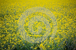 Yellow spring fields with selective focus