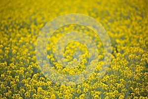 Yellow spring fields with selective focus