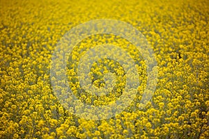 Yellow spring fields with selective focus