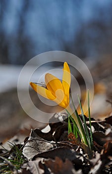 Yellow spring flower