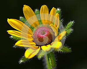 Yellow Spring Flower