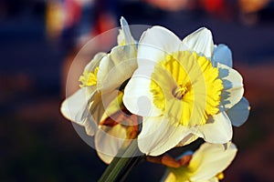 Yellow spring flower