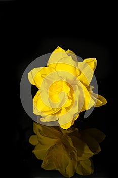 Yellow spring flower on a black background