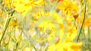 Yellow spring flower on blur nature dark background. Field cosmos flower. Where the sun is rising.Yellow tone.Summer spring time.N