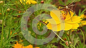 Yellow spring flower on blur nature dark background. Field cosmos flower. Where the sun is rising.Yellow tone.Summer spring time.N