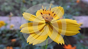 Yellow spring flower on blur nature dark background. Field cosmos flower. where the sun is rising.yellow tone.summer spring time.n