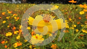 Yellow spring flower on blur nature dark background. Field cosmos flower. where the sun is rising.yellow tone.summer spring time.n