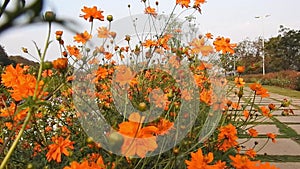 Yellow spring flower on blur nature dark background. Field cosmos flower. Where the sun is rising.Yellow tone.Summer spring time.N