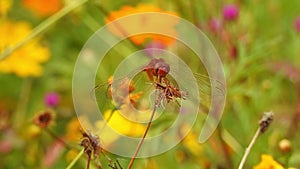 Yellow spring flower on blur nature dark background. Field cosmos flower. where the sun is rising.yellow tone.summer spring time.n