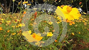 Yellow spring flower on blur nature dark background. Field cosmos flower. where the sun is rising.yellow tone.summer spring time.n