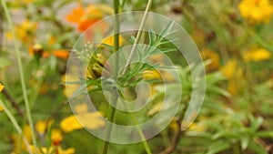 Yellow spring flower on blur nature dark background. Field cosmos flower. where the sun is rising.yellow tone.summer spring time.n