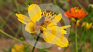 Yellow spring flower on blur nature dark background. Field cosmos flower. where the sun is rising.yellow tone.summer spring time.n