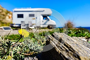Yellow spring flower and caravan camping