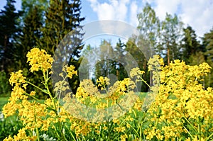 Yellow spring flower in Finland