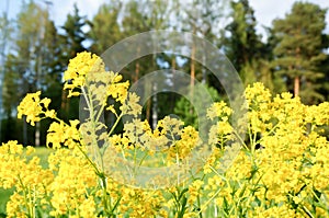 Yellow spring flower in Finland