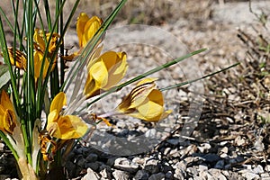 Yellow spring flower of Golden Crocus plant, also called Snow Crocus