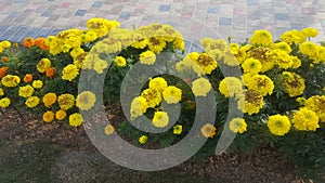 yellow spring flowers