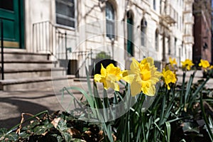 Yellow Spring Flowers along a Residential Sidewalk on the Upper East Side of New York City