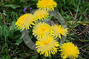 Yellow spring flowers. Beautiful dandelions on a sunny day.