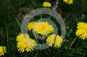 Yellow spring flowers. Beautiful dandelions on a sunny day.