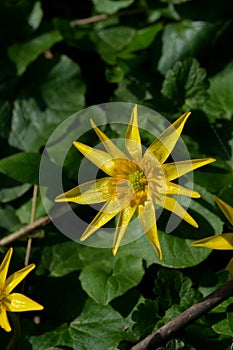 Yellow spring flowers bloom close-up