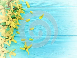 Yellow spring flowers border seasonal on blue wooden background
