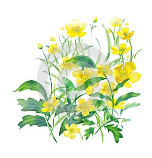 yellow spring flowers, buttercups. Background of flowers