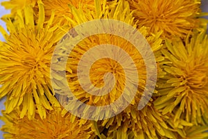 Yellow spring flowers of dandelions.Background from yellow blossoms of the dandelion