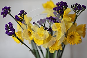 Yellow spring flowers easter holiday narcisus