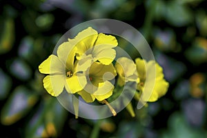 The yellow spring flowers from the forest