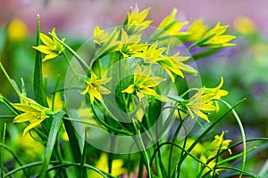 Yellow spring flowers in the forest. Flowering gagea goose bow_