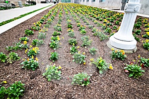 Yellow spring flowers growing in neat rows in downtown Washington