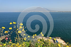 Yellow spring flowers with Gulf of Naples Golfo di Napoli, Gurfo `e Napule and Mount Vesuvius Monte Vesuvio, Muntagna Vesuvio photo