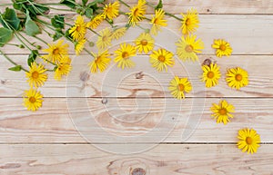 Yellow spring flowers are laid out on a wooden background. Top view