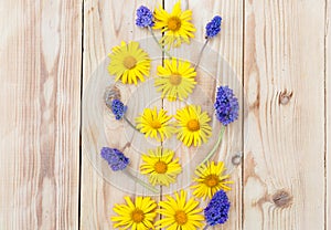 Yellow spring flowers are laid out on a wooden background. Top view