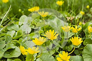 Yellow spring flowers - Lesser celandine (Ranunculus ficaria, Ficaria grandiflora Robert, Ficaria verna Huds.)