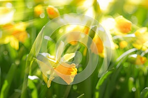 Yellow spring flowers narcissus daffodils with bright sunbeams photo