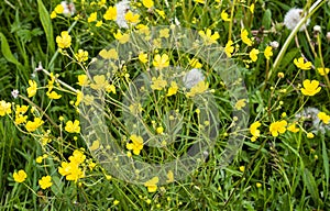 Yellow spring flowers and overblown dandelions on a sunny meadow