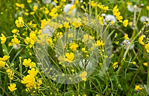 Yellow spring flowers and overblown dandelions on a sunny meadow