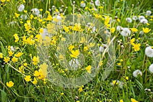 Yellow spring flowers and overblown dandelions on a sunny meadow