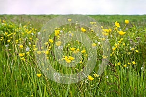 Yellow spring flowers and overblown dandelions on a sunny meadow